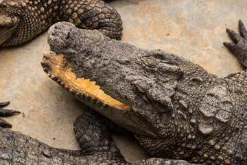 Fototapeta premium Crocodiles bask in the sun. Crocodiles in the pond. Crocodile farm. Cultivation of crocodiles.Crocodiles gathered for feeding, they are waiting for food.