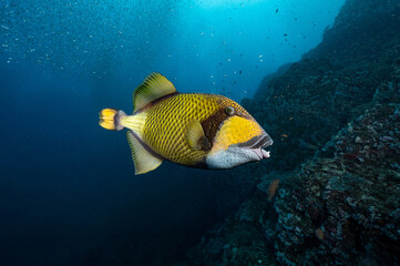 Titan triggerfish, Giant triggerfish or Moustache triggerfish (Balistoides viridescens) swimming in...