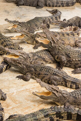 Crocodiles bask in the sun. Crocodiles in the pond. Crocodile farm. Cultivation of crocodiles.Crocodiles gathered for feeding, they are waiting for food.
