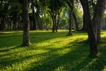 trees in the park