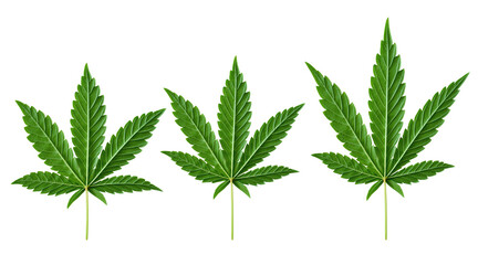 Close-up view of green marijuana leaf. Die-cut. Transparent background.png.

