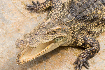 Crocodiles bask in the sun. Crocodiles in the pond. Crocodile farm. Cultivation of crocodiles.Crocodiles gathered for feeding, they are waiting for food.