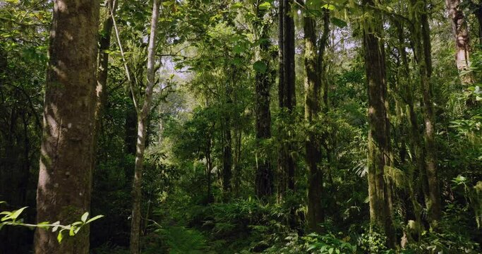 Drone view of Bali. Tropical forest interior. Nature background of a rainforest