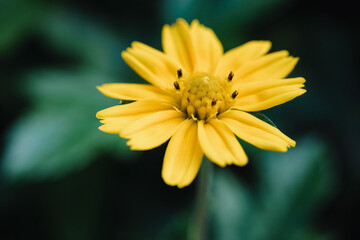 yellow flower macro