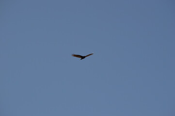 big bird in flight with blue sky in the background