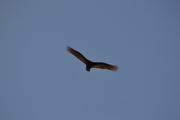 big bird in flight with blue sky in the background