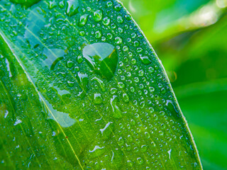 close up, dew raindrops on leaves in nature.tropical nature concept. focus on the leaf