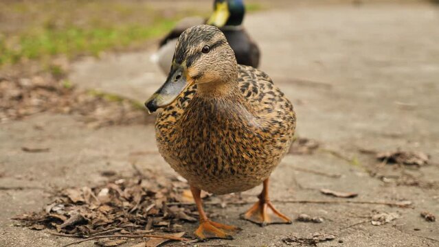 Close-up of a female mallard duck standing in a city park. Behind her a male is walking. Bottom angle. Wild birds living in the city ponds