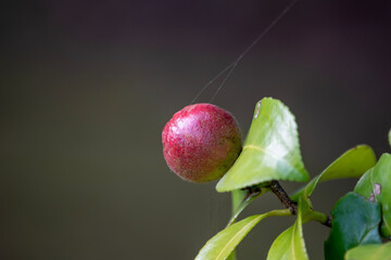 椿の実は「ヤブツバキ」という種類に生ります。古くから庭木として親しまれています。