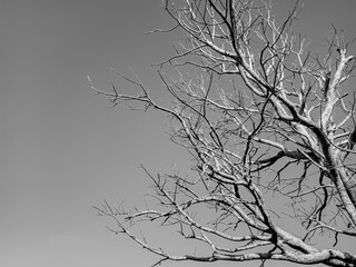 dead dry trees with white and black or gray skies. spooky dry tree background. isolated on white Sky