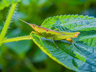 Dichromorpha viridis Or Caelifera or  grasshoppers or green Grasshopper on a green leaf. Foucs on animal