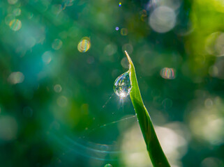 close up. dewdrops raindrops on leaves with blurred nature background, bokeh .with empty space for text. focus on leaf