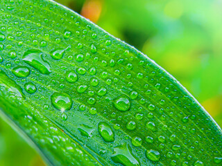 close up, dew raindrops on leaves in nature.tropical nature concept. focus on the leaf