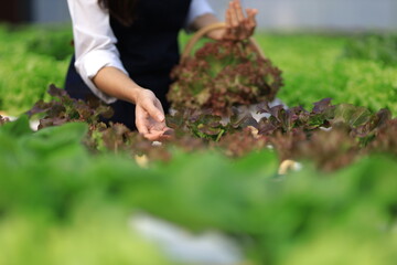 Female farmer working in a hydroponics greenhouse picking and harvesting vegetables in the field.