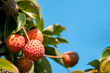あまり見かけることもないけれどジャムにもなるヤマボウシの実