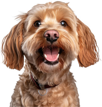Happy red and white Cockapoo dog portrait with no background