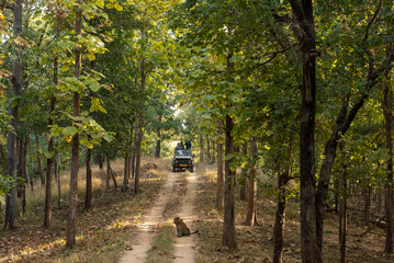 Named after the pristine River Pence which flows through the park, Pench National Park is one of...