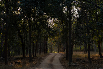 Named after the pristine River Pence which flows through the park, Pench National Park is one of the most popular wildlife reserves in India.
Leopard and Spotted Deer kill