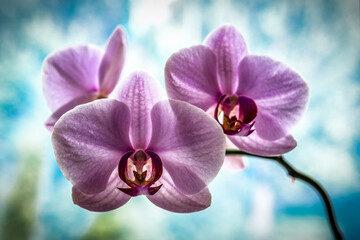 Beautiful floral background. Pink phalaenopsis orchids on a light background
