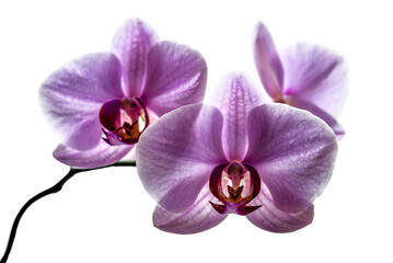 Beautiful floral background. Pink phalaenopsis orchids on white background