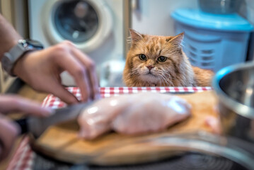 Red Cat wants to get chicken meat from table