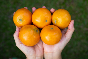 hands holding oranges