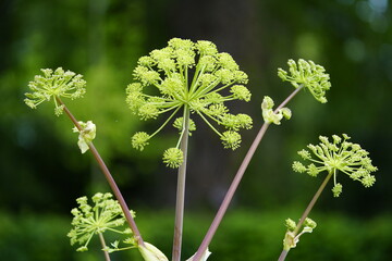 
Angelica archangelica, commonly known as garden angelica, wild celery, and Norwegian angelica, is...