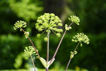 
Angelica archangelica, commonly known as garden angelica, wild celery, and Norwegian angelica, is a biennial plant from the family Apiaceae. Hanover – Burg, Germany.
