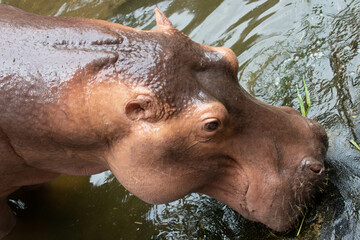 Close up Hippopotamus in the pond