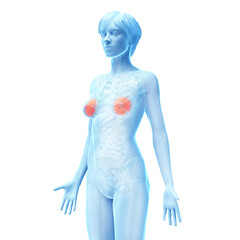 3d medical illustration of the female mammary glands