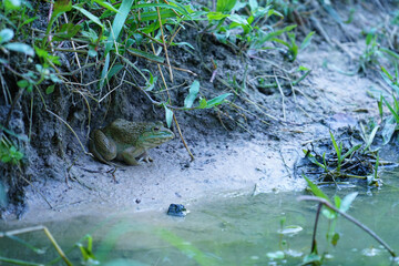 A frog sits on a coconut leaf by the water's edge.