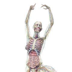 3d medical illustration of the female internal organs © Sebastian Kaulitzki