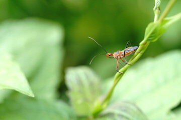 Sycanus collaris found in vegetable fields.