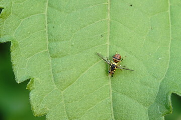 Bactrocera correcta found in vegetable plots.