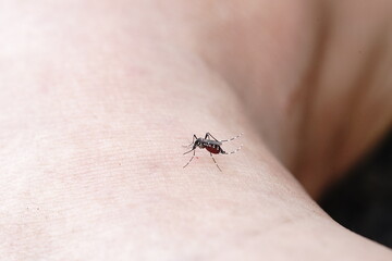 Aedes mosquitoes are feeding on blood.