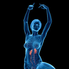 3d medical illustration of the urinary tract © Sebastian Kaulitzki