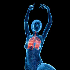 3D Rendered Medical Illustration of Female Anatomy - the lungs. © Sebastian Kaulitzki
