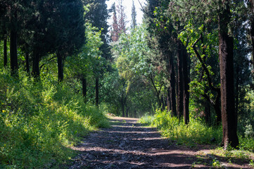 A dirt path between two lines of trees in Bet-Shearim national park in Israel.