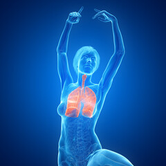 3D Rendered Medical Illustration of Female Anatomy - the lungs.