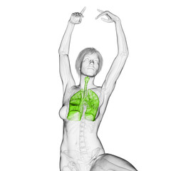 3D Rendered Medical Illustration of Female Anatomy - the lungs. © Sebastian Kaulitzki