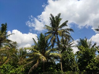 Fototapeta na wymiar Coconut palm trees and sky