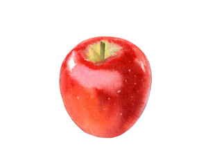 Watercolor red apple isolated on white background. Hand drawn illustration