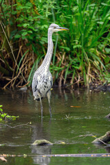 Grey heron standing in a river in Kent, UK. A heron in portrait view facing right. Grey heron (Ardea cinerea) in Kelsey Park, Beckenham, Greater London. The park is famous for its herons.