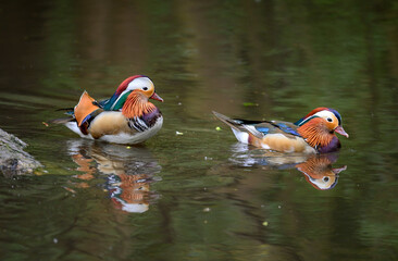Two male mandarin ducks swimming on a lake in Kent, UK. Two ducks with reflections. Mandarin duck (Aix galericulata) in Kelsey Park, Beckenham, Greater London. The mandarin is a species of wood duck.