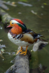 Male mandarin duck standing on a log in a lake in Kent, UK. A duck looking left in portrait. Mandarin duck (Aix galericulata) in Kelsey Park, Beckenham, London. The mandarin is a species of wood duck.