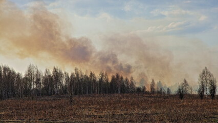 Fototapeta na wymiar Forest fire. Smoke above the trees against the background of dry grass in a field at spring day