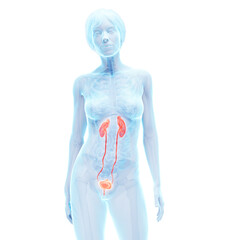 3d medical illustration of the urinary tract