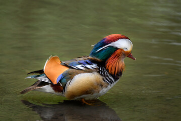 Male mandarin duck standing in a lake in Kent, UK. Duck with eyes closed facing right. Mandarin duck (Aix galericulata) in Kelsey Park, Beckenham, London. The mandarin is a species of wood duck.