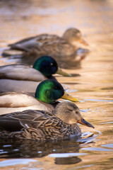 Obraz premium duck on the water