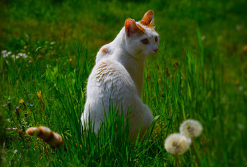 Naklejka na ściany i meble weiße Katze sitzt in grüner Wiese